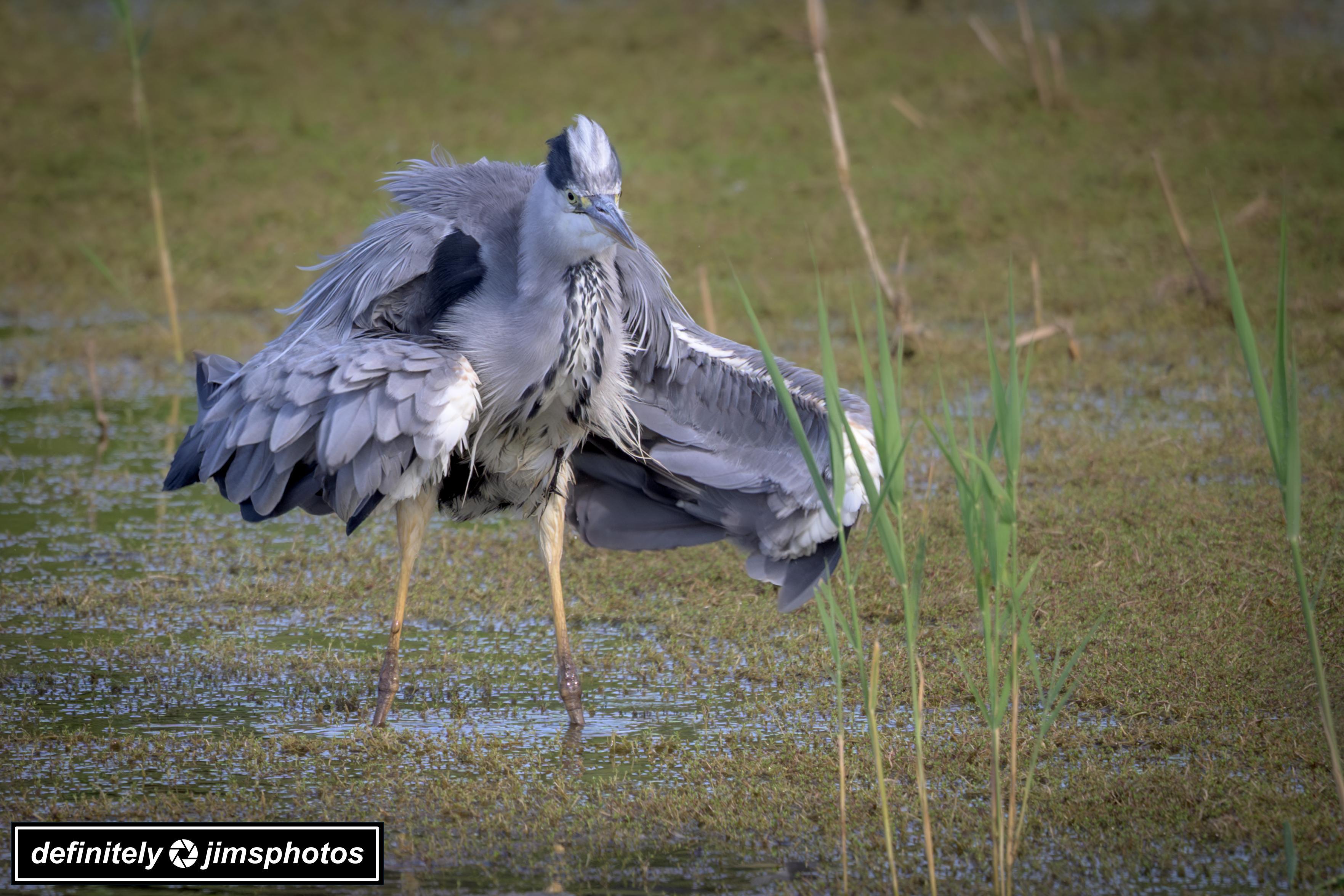 a grey heron stood in a lake
