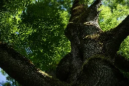 Aktywiści alarmują: Lasy Państwowe wycięły 300-letnie drzewo w Puszczy Karpackiej