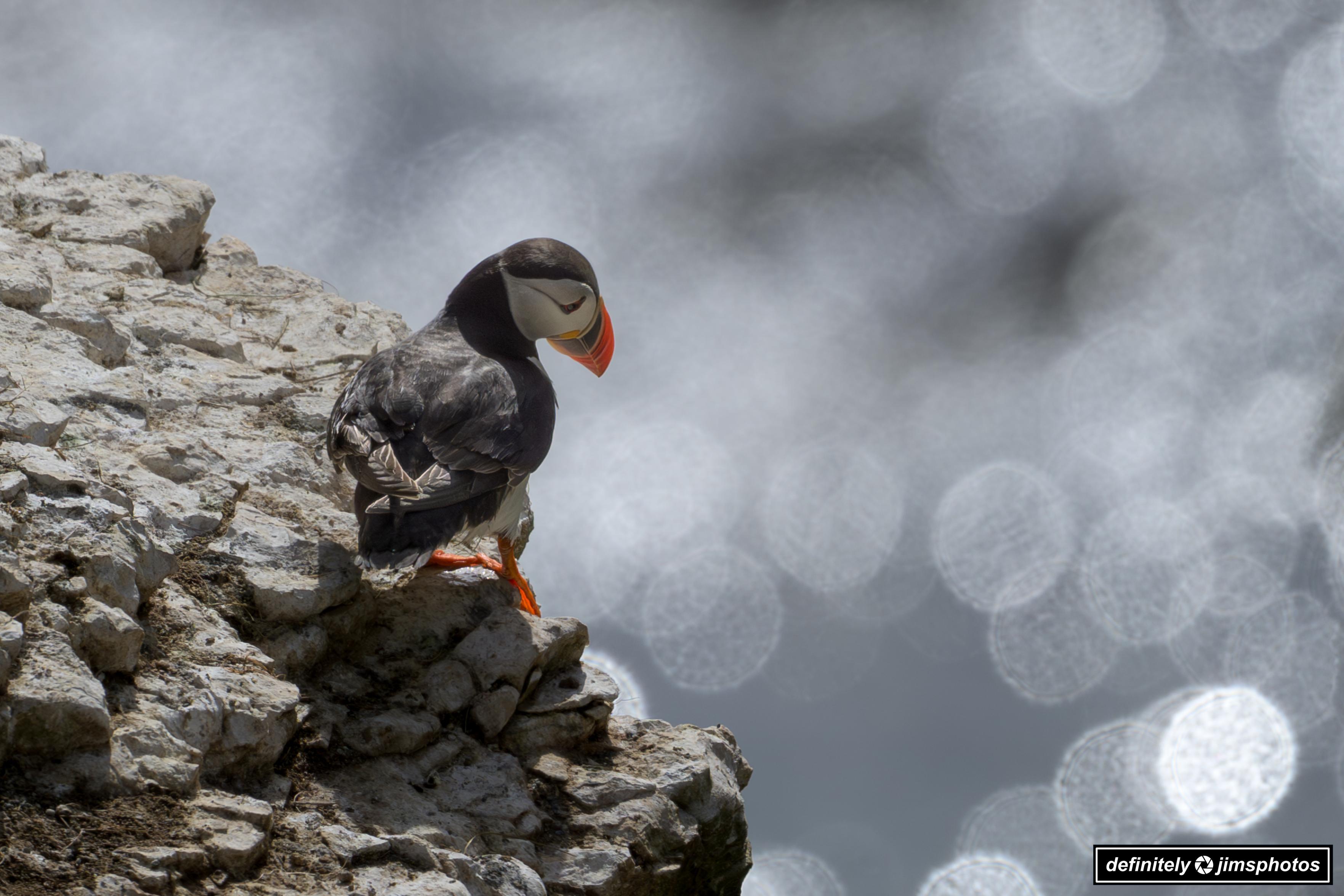 A puffin perches confidently on a rugged, lichen-covered cliff, its striking black and white plumage contrasted by a vivid orange beak and feet. The blurred background glows with soft, circular highlights, creating a dreamy bokeh effect that draws focus to the profile of the seabird in its natural coastal habitat.