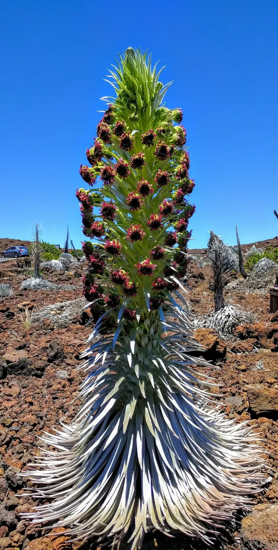 A Haleakala Silversword plant blooms. Dark red flowers dot a tall green spiky bloom that rises 4 to 5 feet above a crown of a silvery leaves. Brown desert under a deep blue sky in the background.