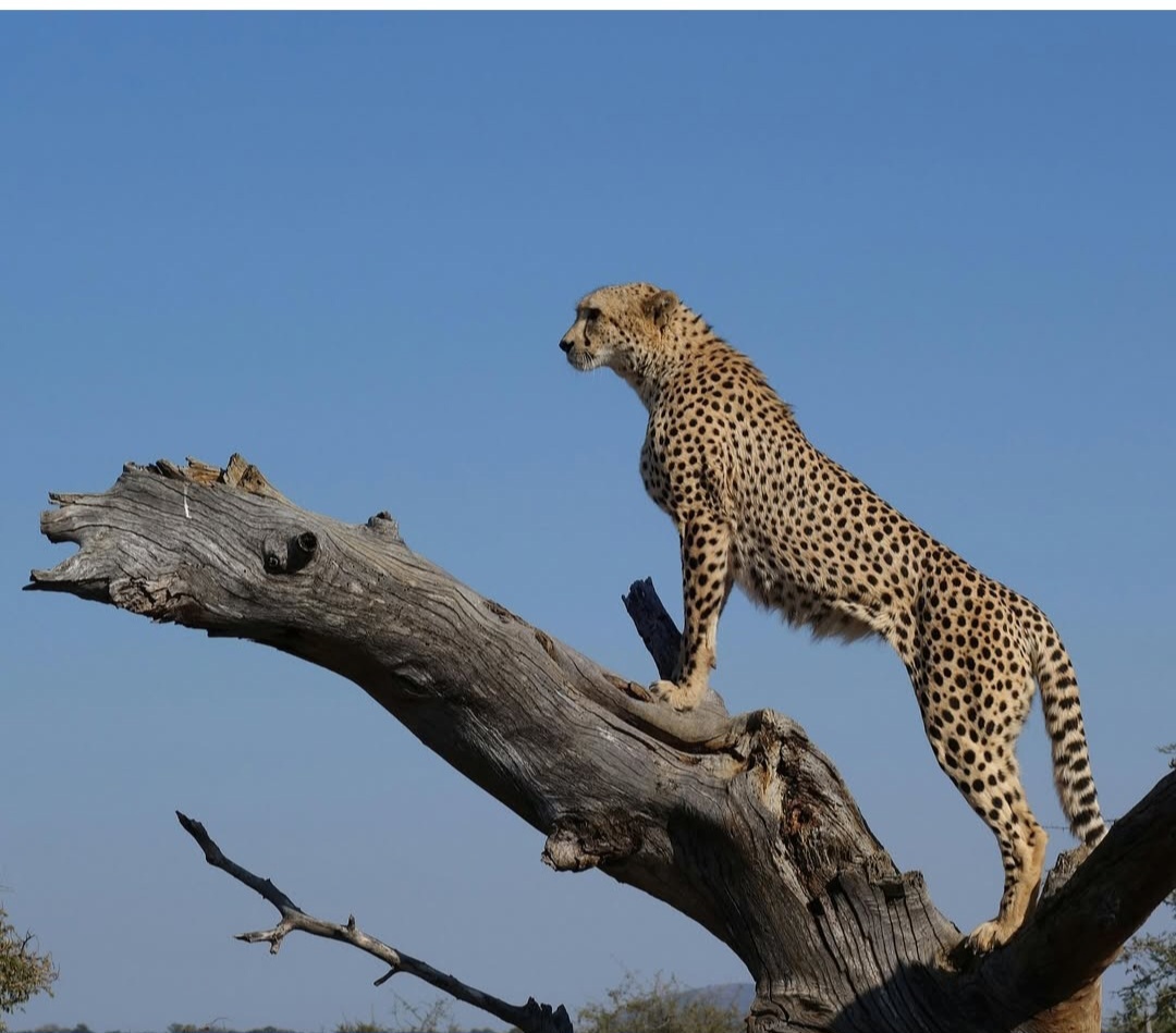 cheetah on a branch