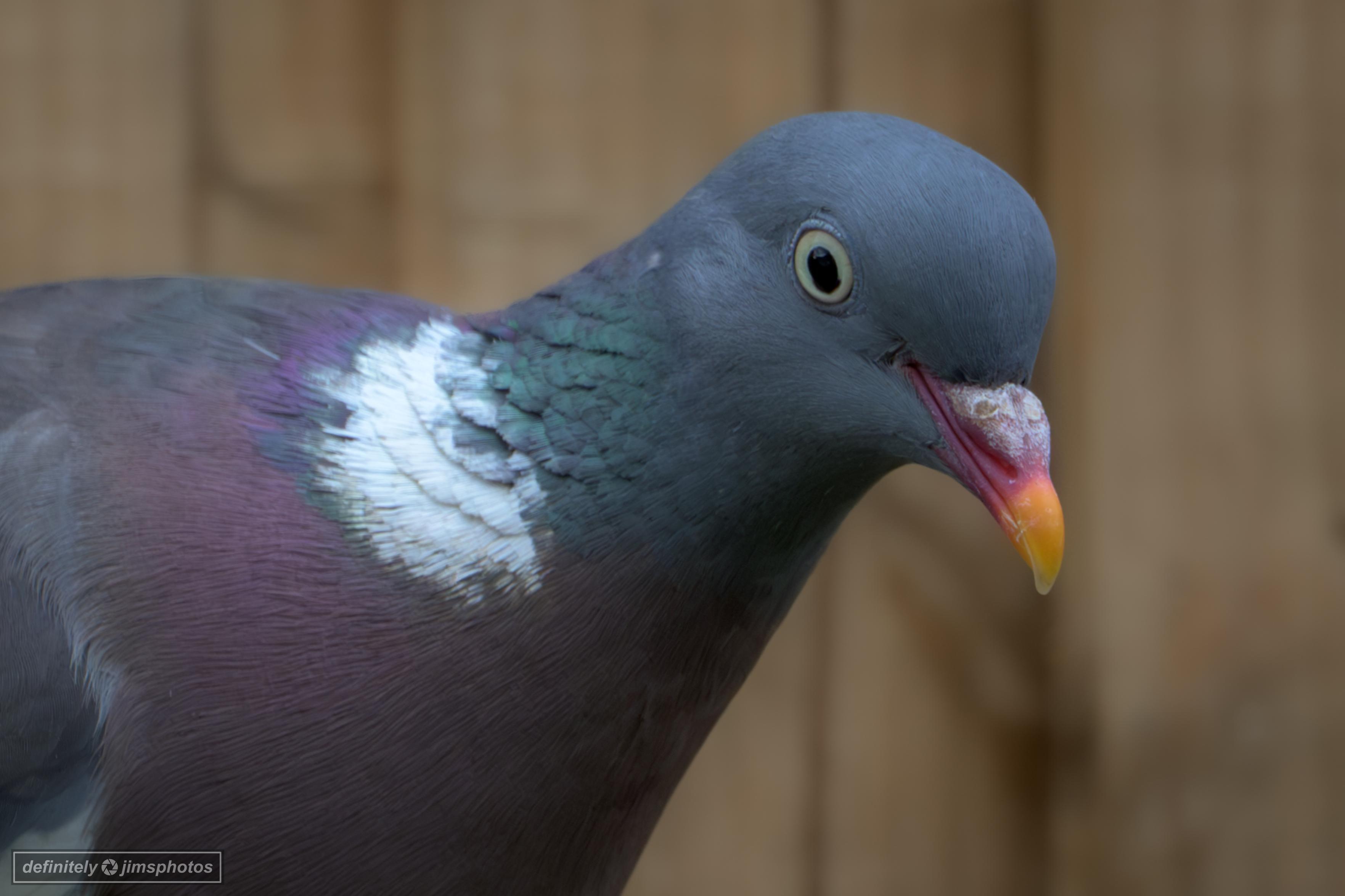 A grey coloured bird with a white neck marking and soft purples and green colourations