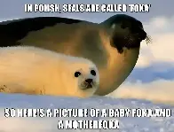 Polska foka