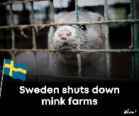 Sweden: final fur farms to close by June — Hive