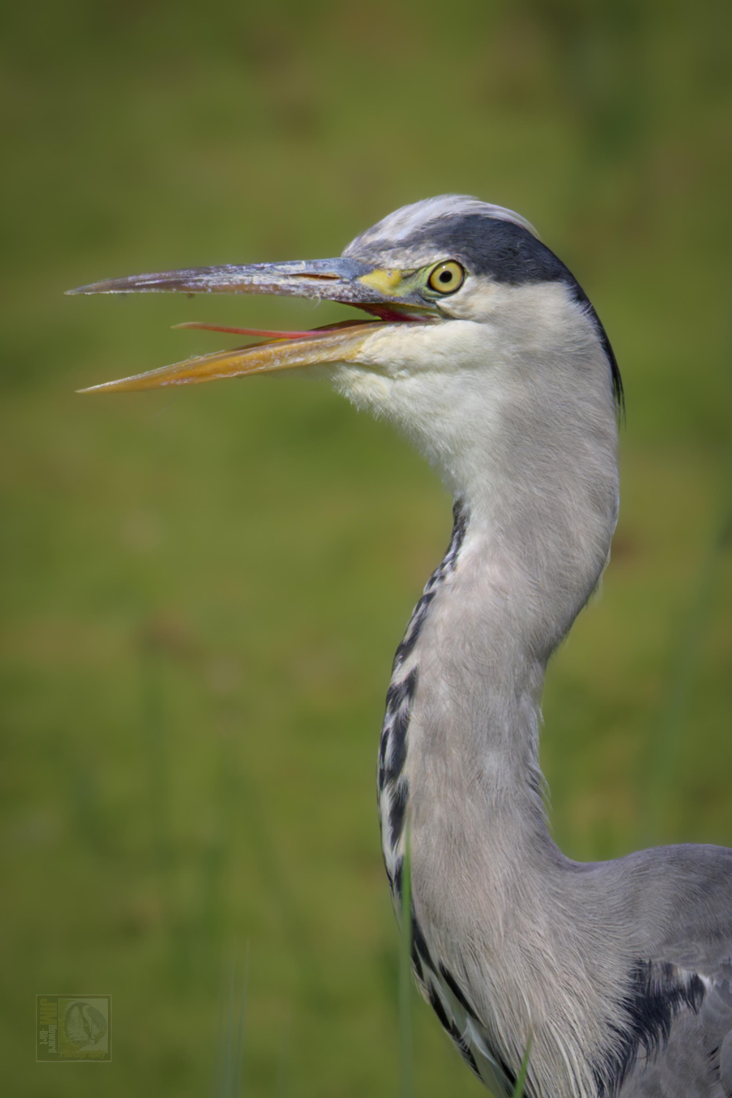 a heron standing on the grass with its beak open and tongue visible 
