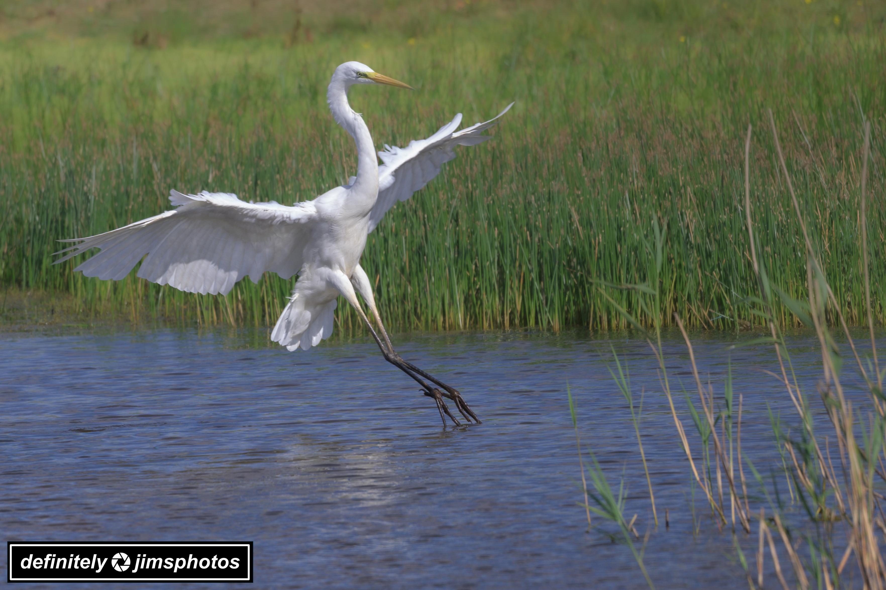 A white egret soars just above the surface of a calm wetland, its wings fully outstretched and legs delicately skimming the water below. Tall green reeds form a lush backdrop, framing the bird in its natural habitat.
