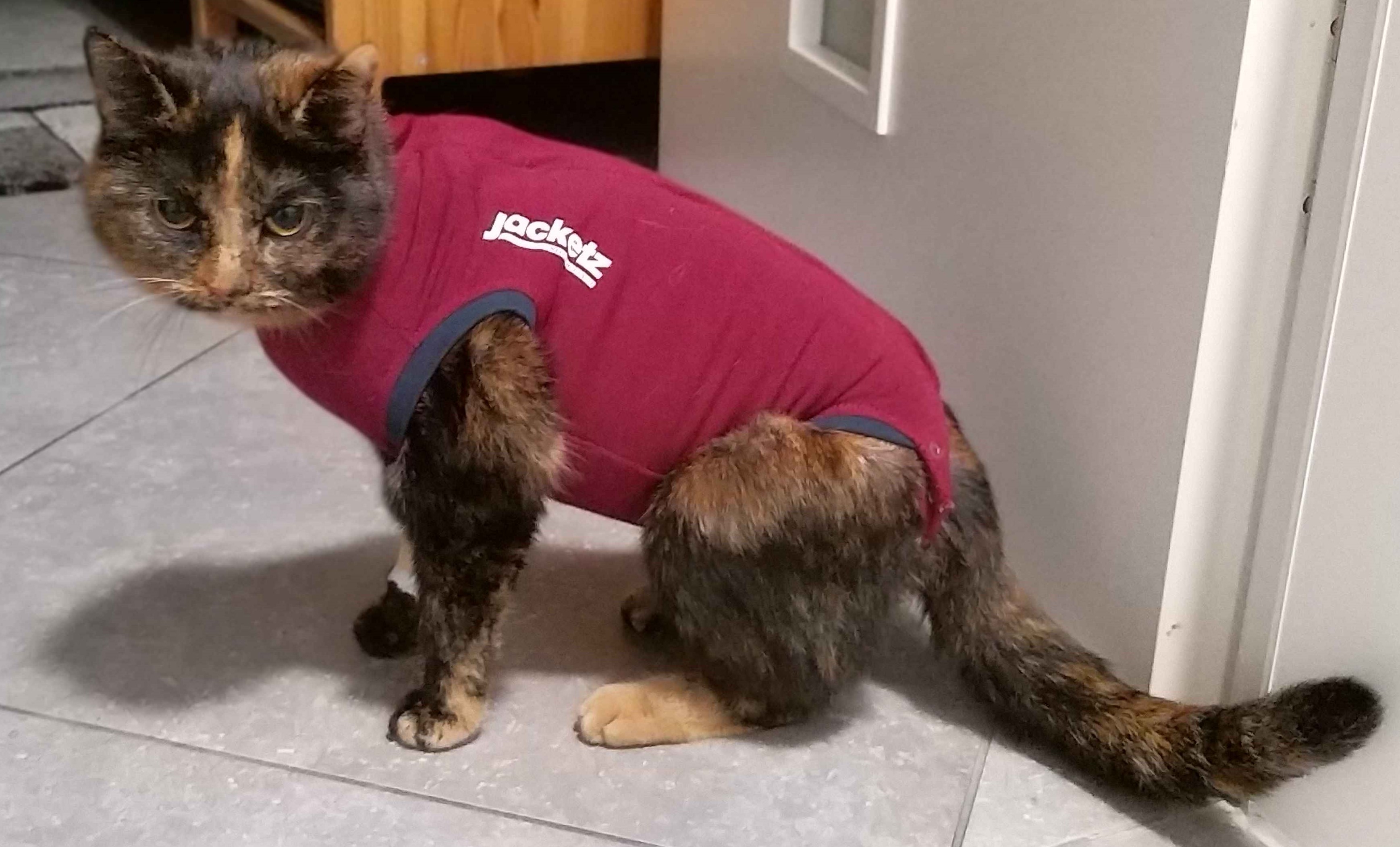 Picture of a cat wearing a romper after a surgery. It's looks slightly pissed off.