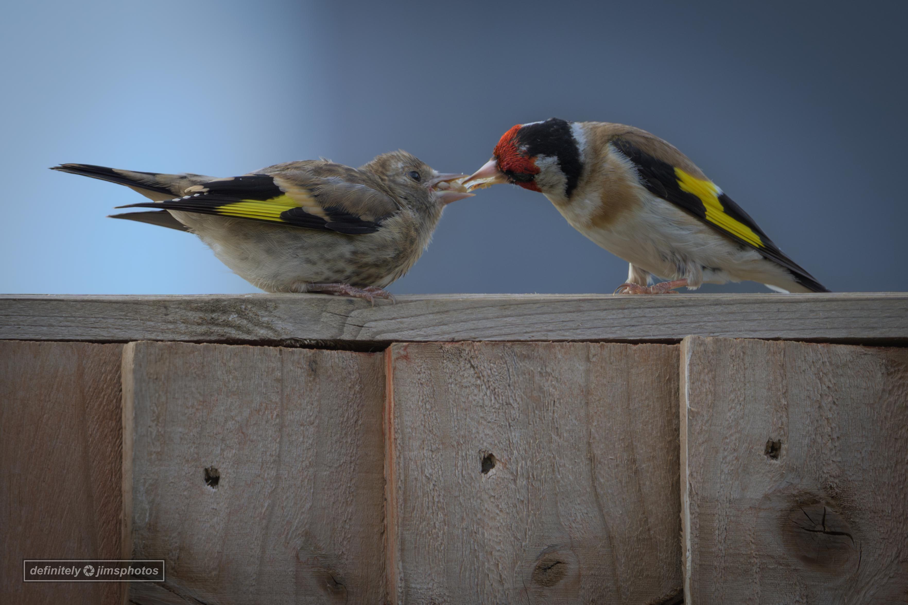 two colourful birds perch on a fence