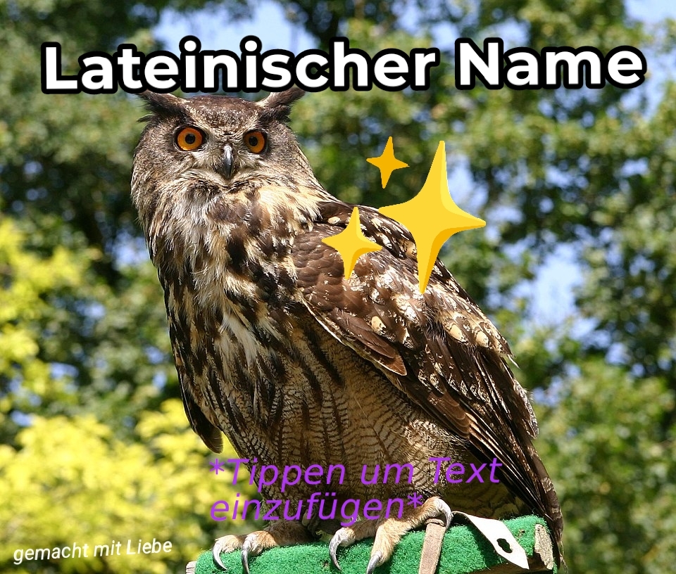 (Bild eines Uhus)
Lateinischer Name

*Tippen um Text einzufügen*
gemacht mit Liebe