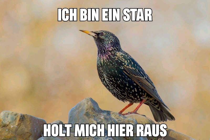 Bild eines Stars (Vogel)

Text oben: Ich bin ein Star
Text unten: Holt mich hier raus