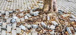 W Warszawie stworzą chodnik, który nie zaszkodzi drzewom
